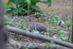 Crypturellus cinnamomeus