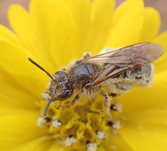 Lasioglossum titusi