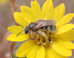 Lasioglossum titusi