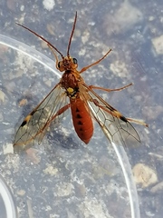 Tenthredopsis nassata