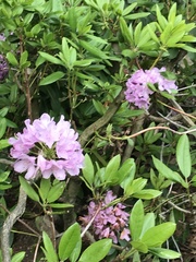 Rhododendron