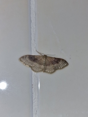 Idaea degeneraria