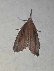 Hypena longipennis