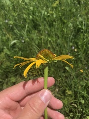 Echinacea paradoxa paradoxa