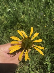 Echinacea paradoxa paradoxa