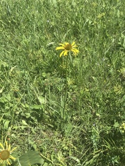 Echinacea paradoxa paradoxa
