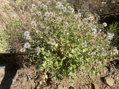 Brickellia atractyloides
