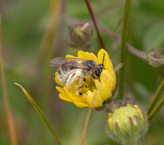 Lasioglossum titusi