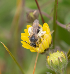 Lasioglossum titusi