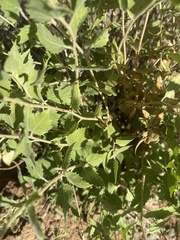 Brickellia atractyloides
