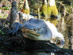 Alligator mississippiensis