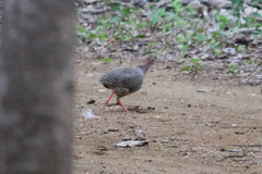 Crypturellus cinnamomeus