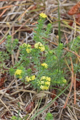 Galium arenarium