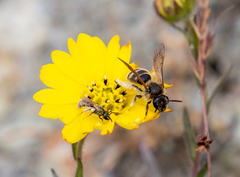 Lasioglossum titusi