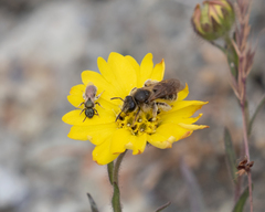 Lasioglossum titusi
