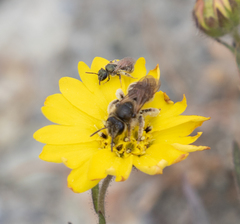 Lasioglossum titusi