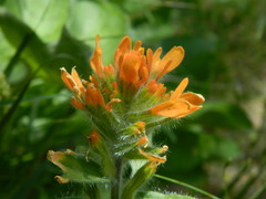 Castilleja hispida acuta