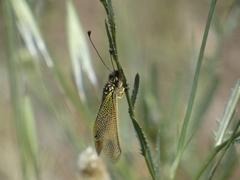 Libelloides ictericus