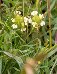 Castilleja rubicundula