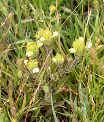 Castilleja rubicundula