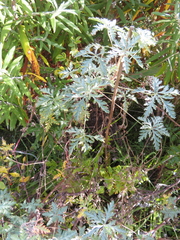 Geranium robustum