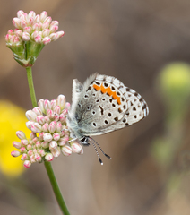 Euphilotes enoptes bayensis