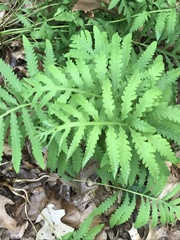 Onoclea sensibilis
