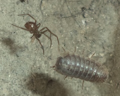 Steatoda