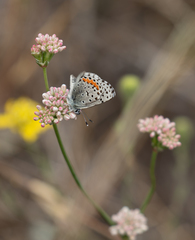 Euphilotes enoptes bayensis