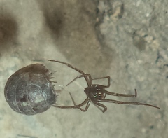Armadillidium vulgare