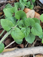 Carlowrightia torreyana