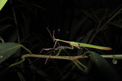 Empusa fasciata