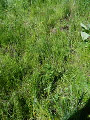 Camelina microcarpa