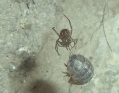 Armadillidium vulgare