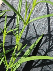 Carlowrightia linearifolia