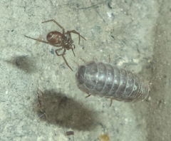 Armadillidium vulgare