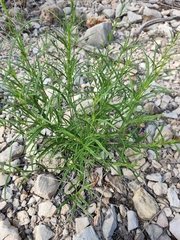 Carlowrightia linearifolia
