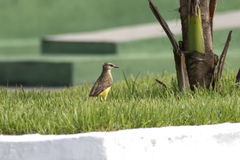 Machetornis rixosa