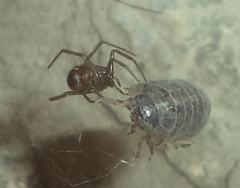 Armadillidium vulgare