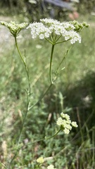 Bunium bulbocastanum