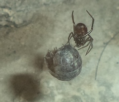Armadillidium vulgare