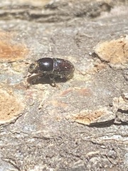 Polyphaga