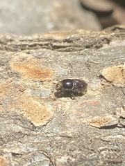 Polyphaga