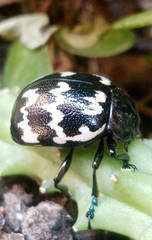 Leptinotarsa lacerata