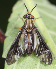 Chrysops macquarti