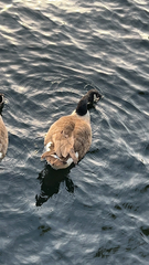 Branta canadensis