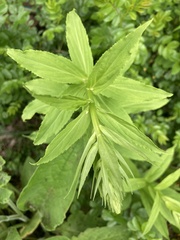 Digitalis lutea