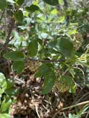 Prunus virginiana