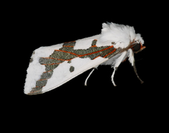 Euerythra phasma