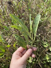 Physalis angustifolia